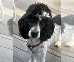 Poodle (Standard) Dog Breeder near WOODLAND HILLS, CA, USA