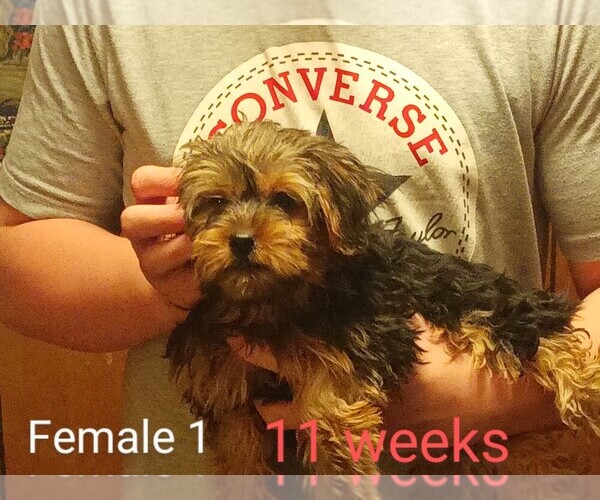 Medium Photo #1  Breeder Profile in BOLIVAR, MO, USA