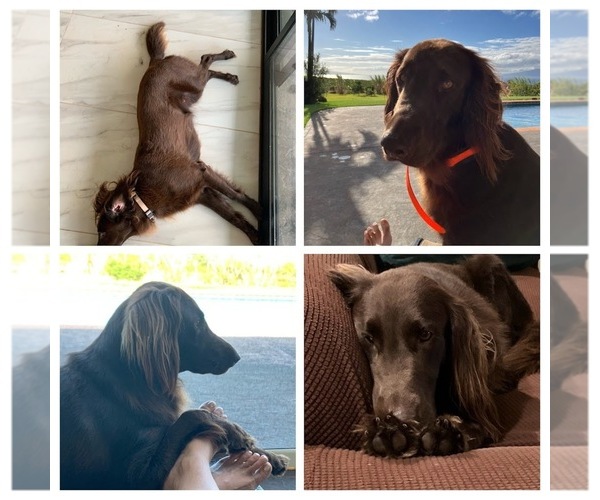 Medium Photo #2  Breeder Profile in LAHAINA, HI, USA
