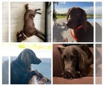 Small #1 Breeder Profile image