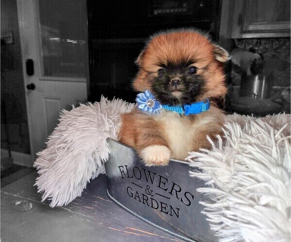 Medium Photo #1  Breeder Profile in HOLLADAY, TN, USA