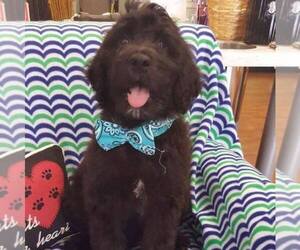 Maltipoo (Miniature) Dog Breeder near WAUSEON, OH, USA