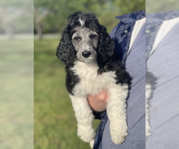Medium Photo #1  Breeder Profile in WILLACOOCHEE, GA, USA