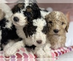 Small breeder photo
