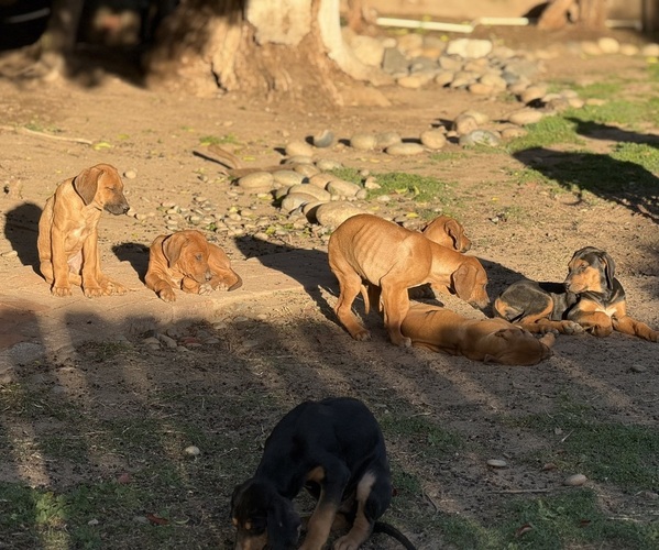 Medium Photo #7  Breeder Profile in FRESNO, CA, USA