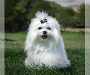 Maltese Dog Breeder near BLAND, VA, USA