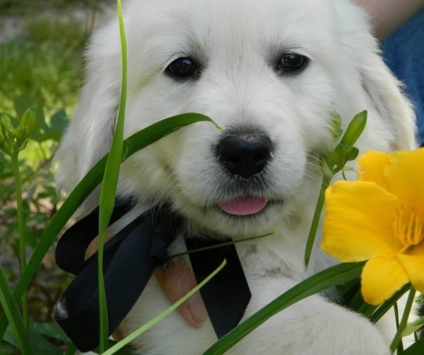 Medium Photo #1  Breeder Profile in bay port, MI, USA