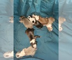 Small breeder photo