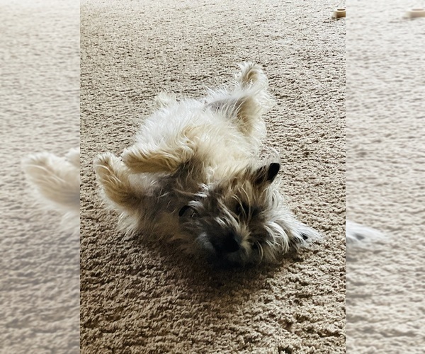 Medium Photo #31  Breeder Profile in FAIR OAKS, CA, USA
