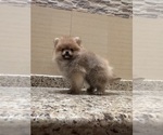 Small #1 Breeder Profile image