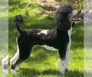 Poodle (Miniature)-Poodle (Toy) Mix Dog Breeder near CORINNE, UT, USA