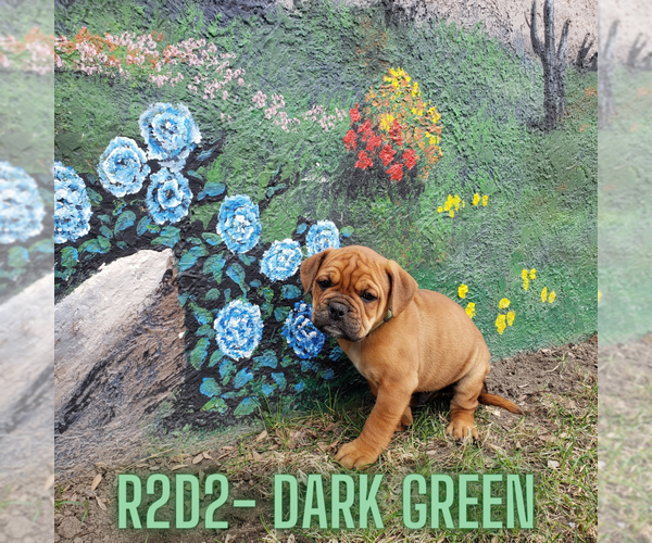 Medium Photo #10  Breeder Profile in FORSYTH, MT, USA