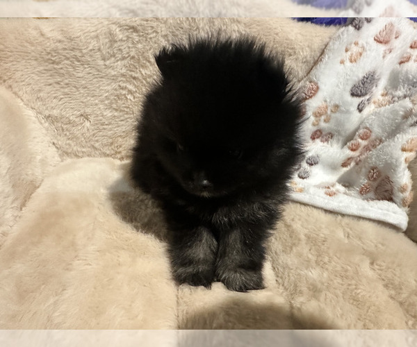 Medium Photo #13  Breeder Profile in SPRINGFIELD, MO, USA