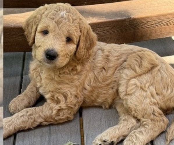 Medium Photo #4  Breeder Profile in CORVALLIS, OR, USA
