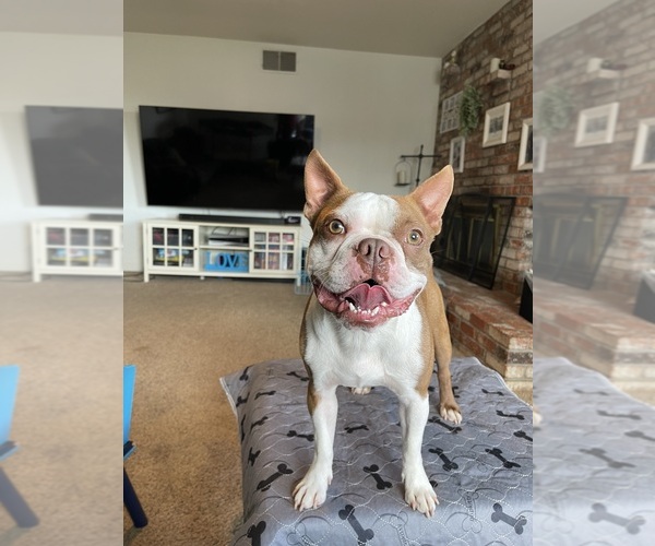Medium Photo #3  Breeder Profile in VACAVILLE, CA, USA