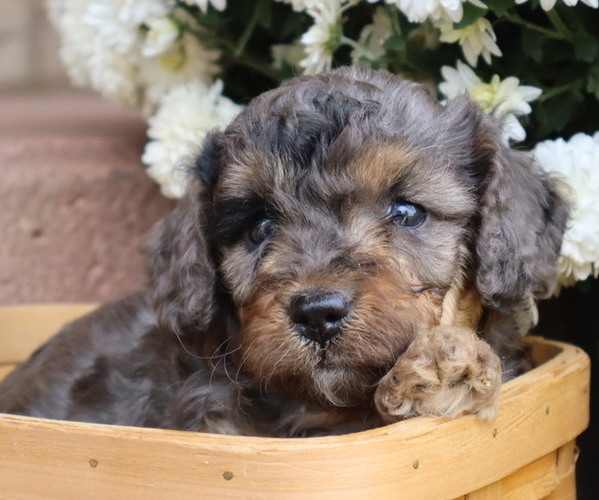 Medium Photo #58  Breeder Profile in THORP, WI, USA