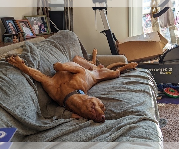 Medium Photo #5  Breeder Profile in LOS GATOS, CA, USA