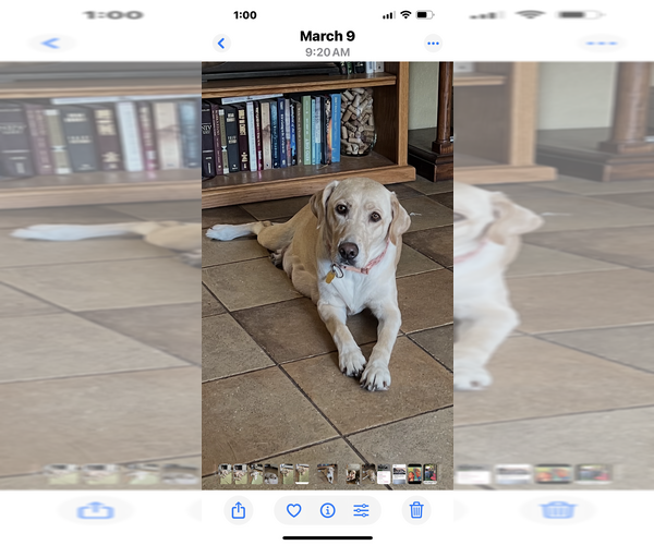 Medium Photo #2  Breeder Profile in LAKE ALFRED, FL, USA