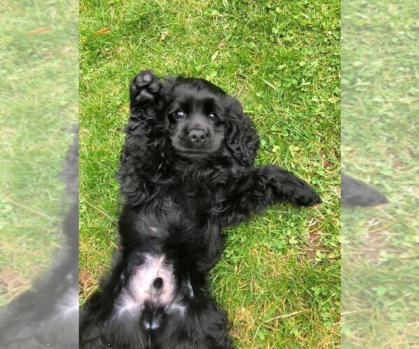 Medium Photo #44  Breeder Profile in Aylmer, Ontario, Canada