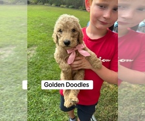 Goldendoodle-Poodle (Standard) Mix Dog Breeder near DALTON, GA, USA