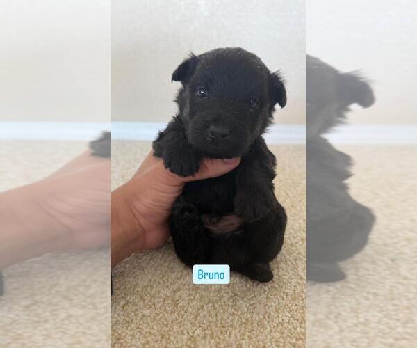 Medium Photo #8  Breeder Profile in LOS LUNAS, NM, USA