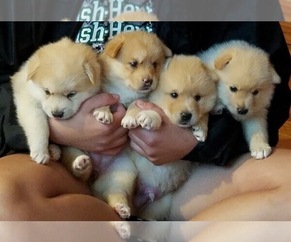 Medium Photo #1  Breeder Profile in HENRIETTA, NY, USA