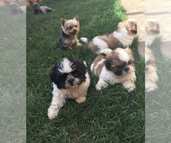 Medium Photo #28  Breeder Profile in NEENAH, WI, USA