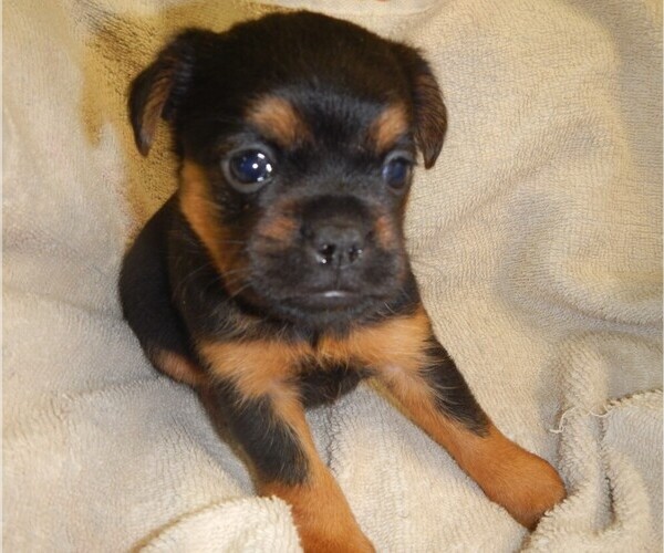 Medium Photo #1  Breeder Profile in CENTRAL POINT, OR, USA