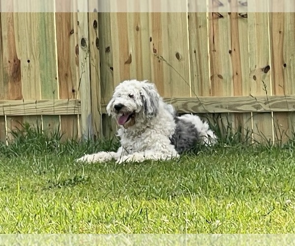 Medium Photo #1  Breeder Profile in KENLY, NC, USA