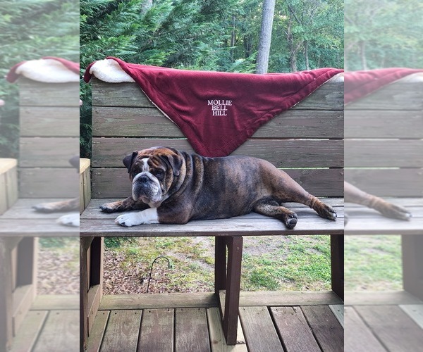 Medium Photo #1  Breeder Profile in GOLDSBORO, NC, USA