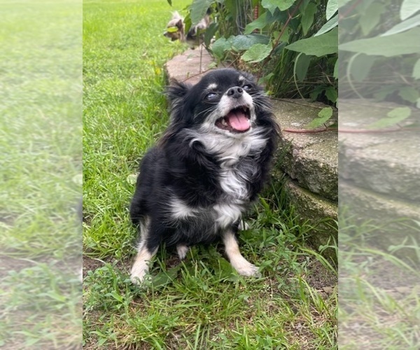 Medium Photo #80  Breeder Profile in TWINING, MI, USA