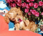 Small #1 Breeder Profile image