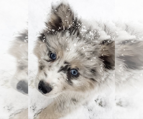 Medium Photo #58  Breeder Profile in VENUS, PA, USA