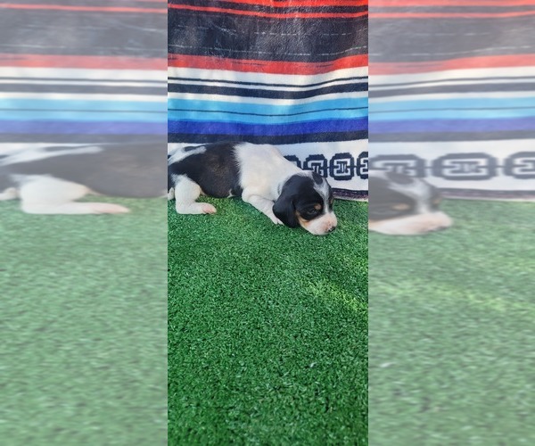 Medium Photo #5  Breeder Profile in CHICKAMAUGA, GA, USA