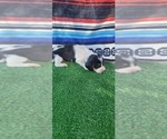 Small #4 Breeder Profile image
