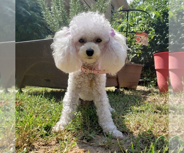 Medium Photo #14  Breeder Profile in ATLANTA, GA, USA