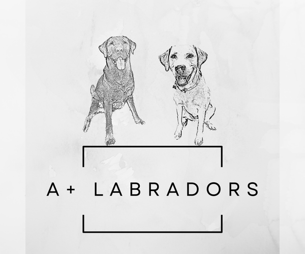 Medium Photo #1  Breeder Profile in CORPUS CHRISTI, TX, USA