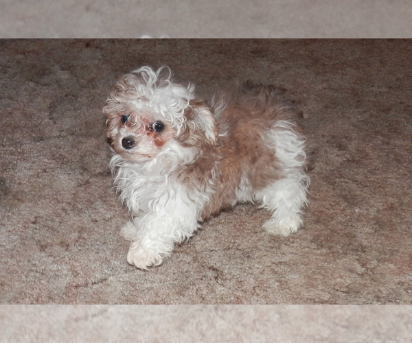 Medium Photo #98  Breeder Profile in CHANUTE, KS, USA