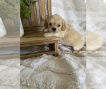 Small #9 Breeder Profile image
