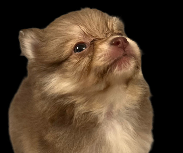 Medium Photo #11  Breeder Profile in ANDALUSIA, AL, USA