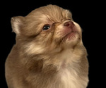 Small #10 Breeder Profile image