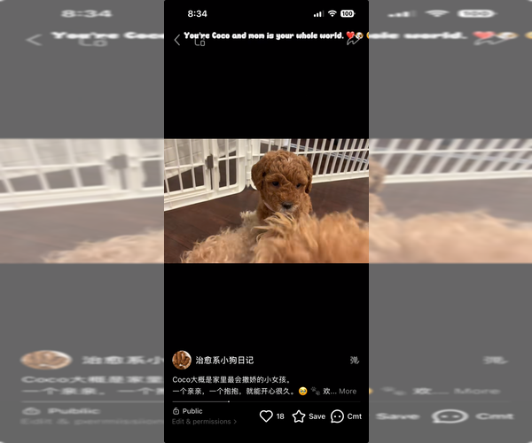 Medium Photo #7  Breeder Profile in THOUSAND OAKS, CA, USA