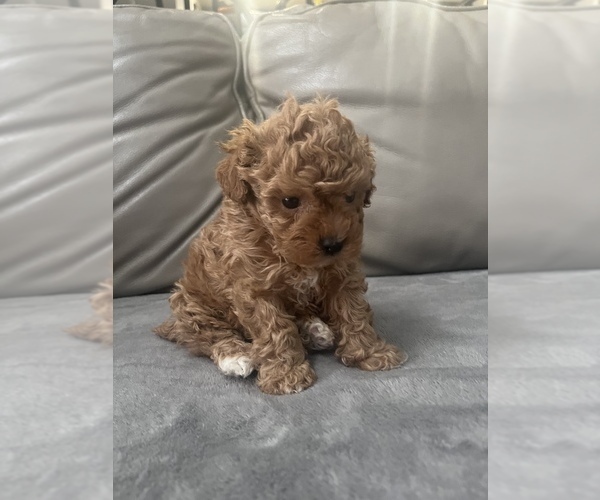 Medium Photo #1  Breeder Profile in FAYETTEVILLE, GA, USA