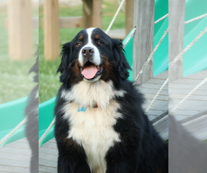 Bernese Mountain Dog Dog Breeder near ELKTON, MD, USA
