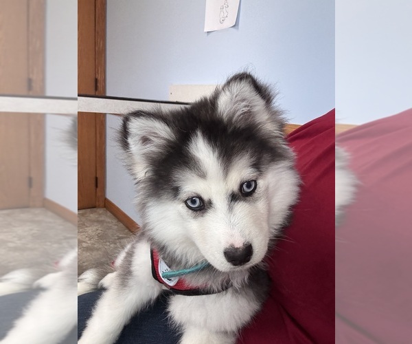 Medium Photo #12  Breeder Profile in VENUS, PA, USA
