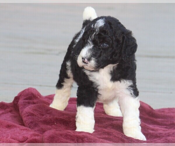 Medium Photo #1  Breeder Profile in LINDEN, TN, USA