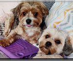 Small breeder photo