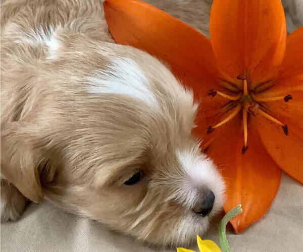 Medium Photo #1  Breeder Profile in PLAINFIELD, IL, USA