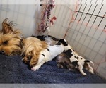Small #102 Breeder Profile image