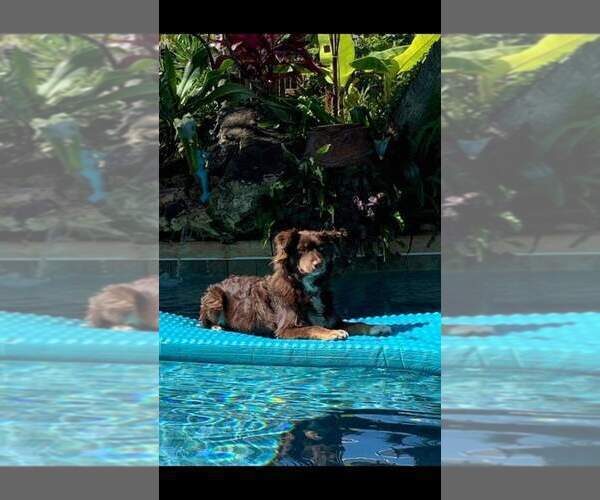 Medium Photo #9  Breeder Profile in DOTHAN, AL, USA